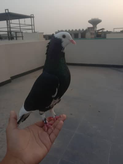 mukhe breeder male
