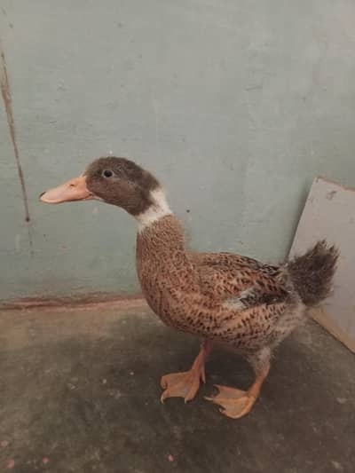 pet duck