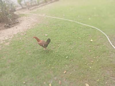 1 hen, orange,black,brown,and honey brown colours, age is 1 year old