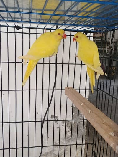 yellow chicks and cocktail pair breeder No Bargain