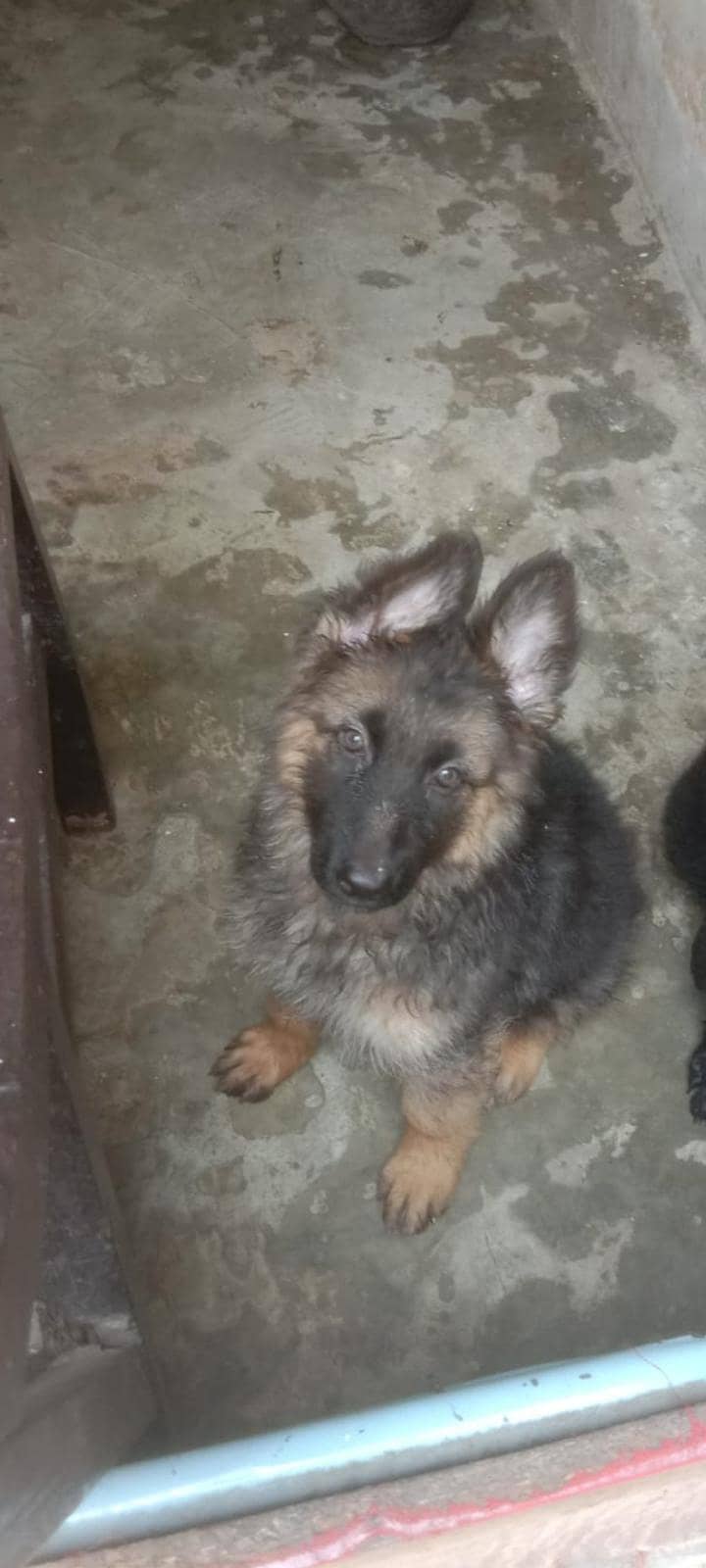 puppies 0