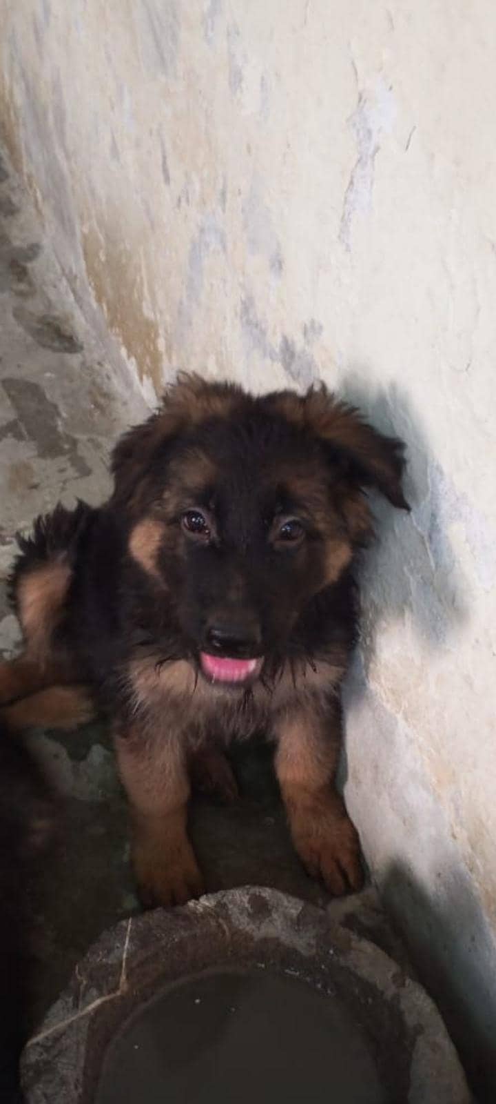 puppies 1