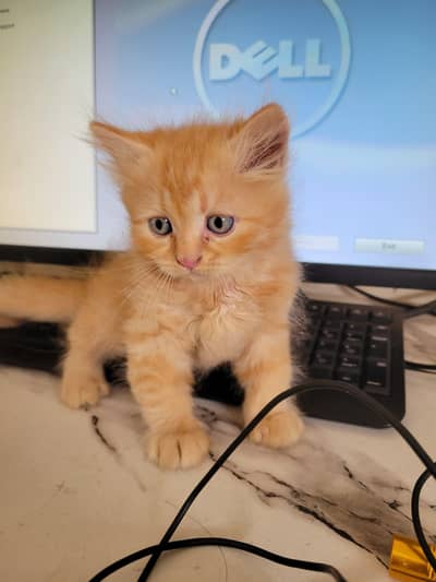 Persian  Cat For Sale