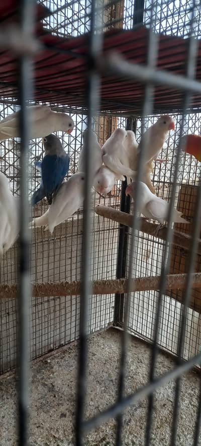 Albino Black Eye split ino