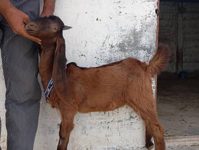 selling a goat and sheep sheep hair clippers