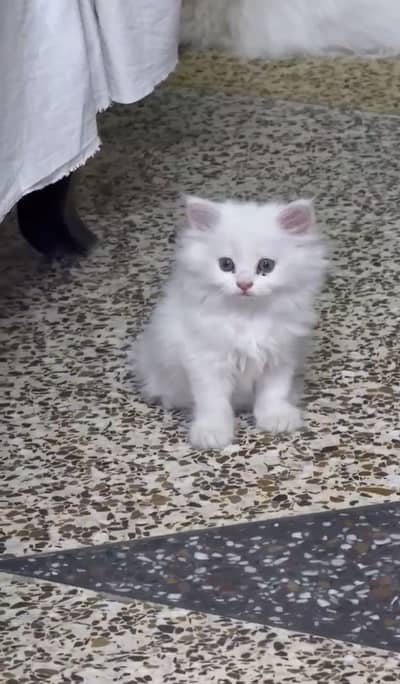 Persian female kitten triple coated available for sale