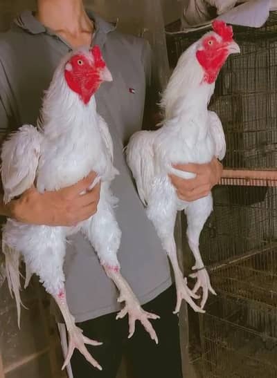 Heera/aseel/chick/eggs/pathy/madi/murga/hera/hira/hen/white/pure/aseel