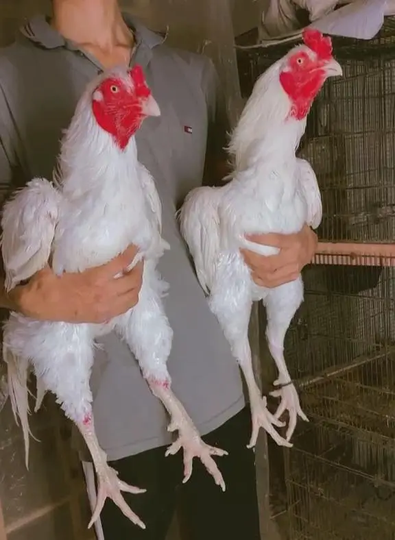 Heera/aseel/chick/eggs/pathy/madi/murga/hera/hira/hen/white/pure/aseel