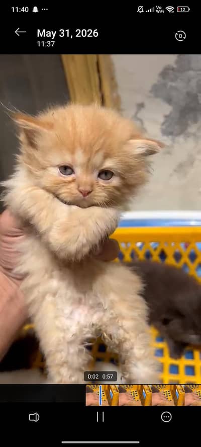persian kittens some with odd eyes best quality