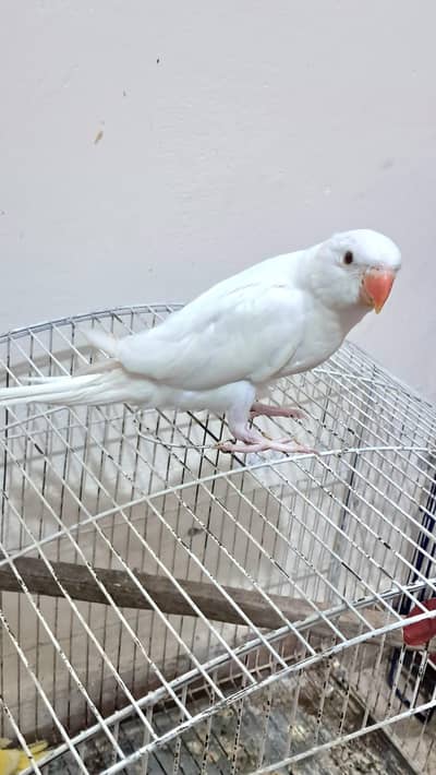 white Ringneck