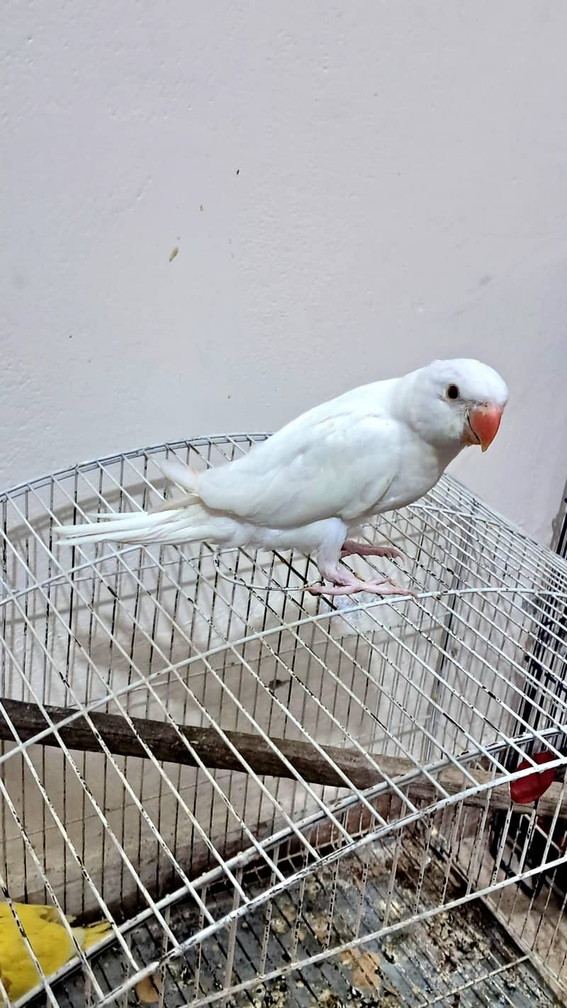 white Ringneck 1