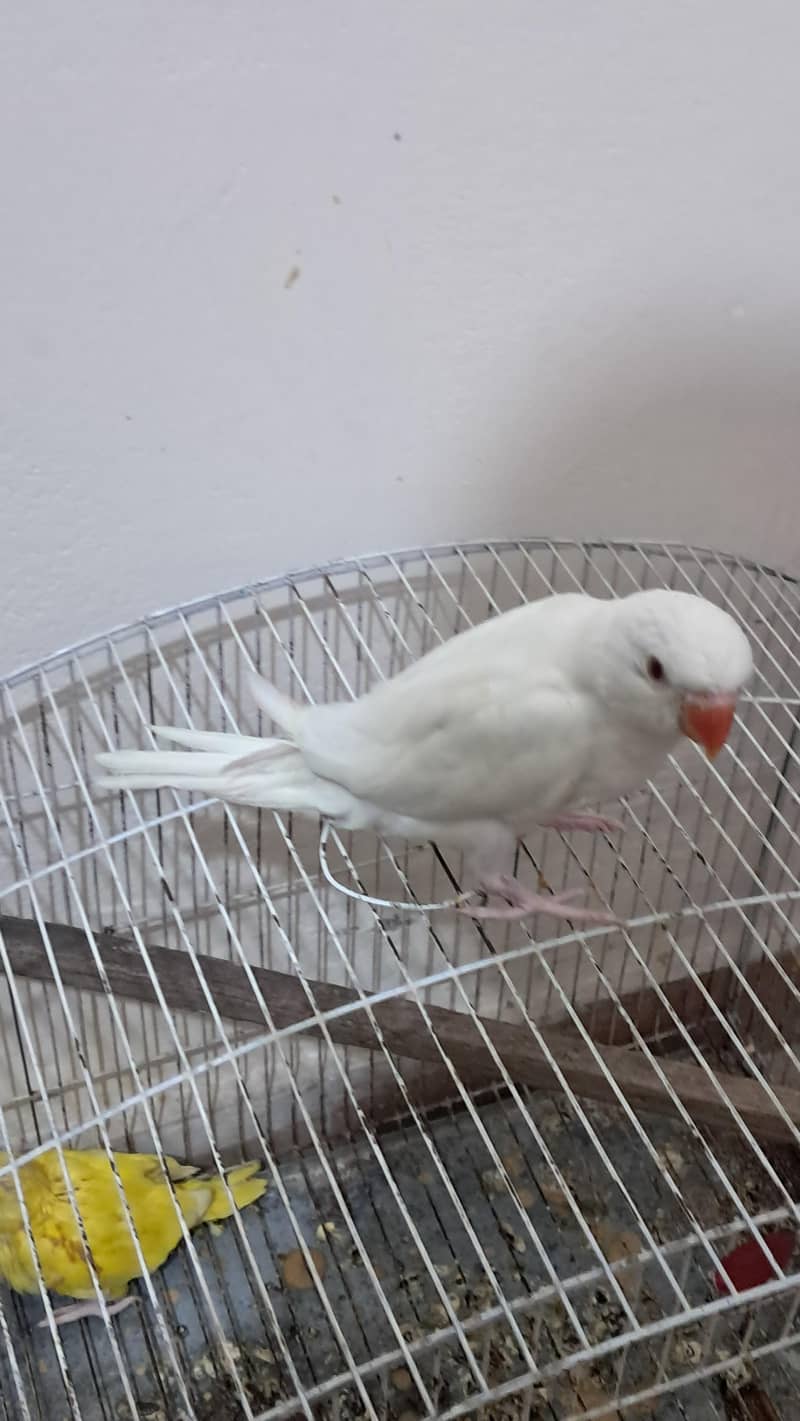 white Ringneck 2