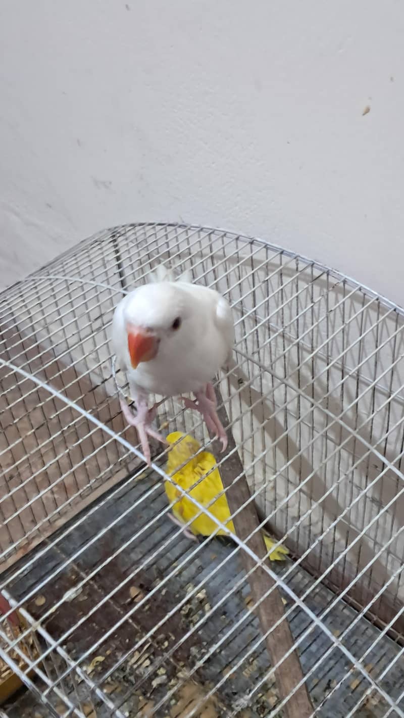 white Ringneck 3