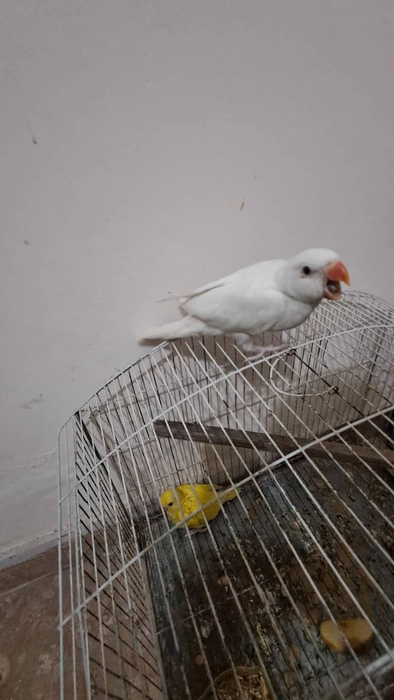 white Ringneck 4