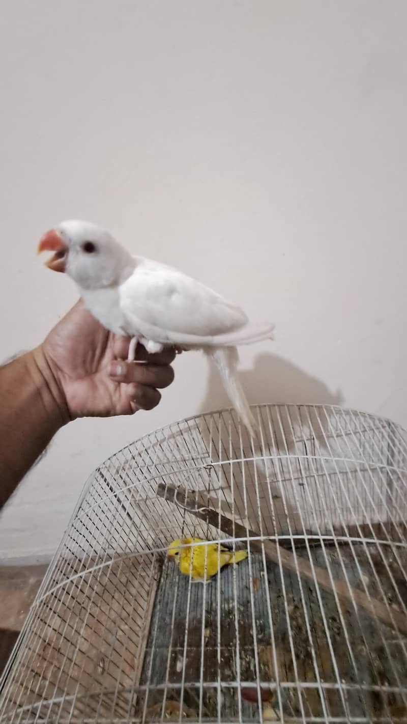 white Ringneck 5