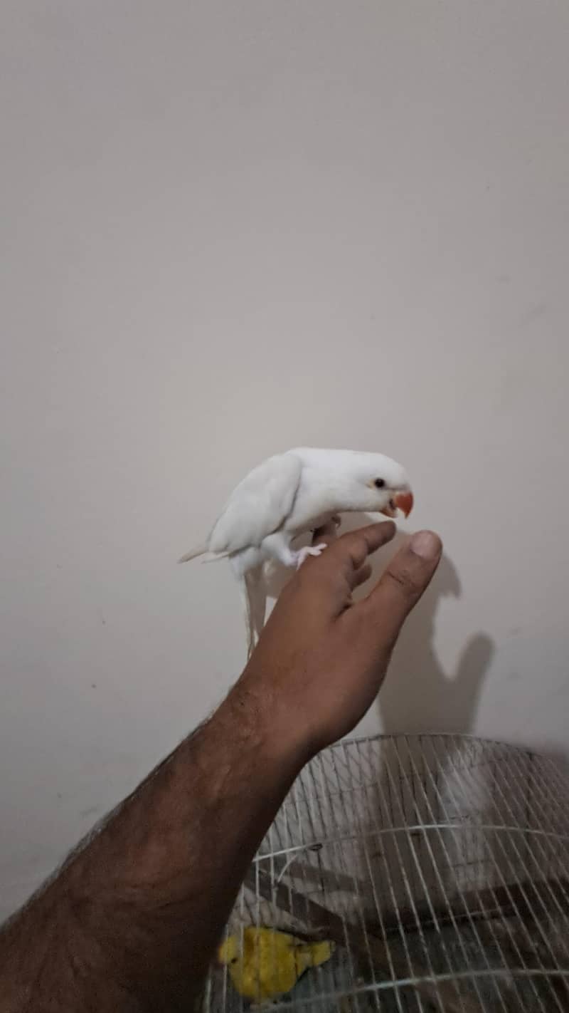 white Ringneck 6