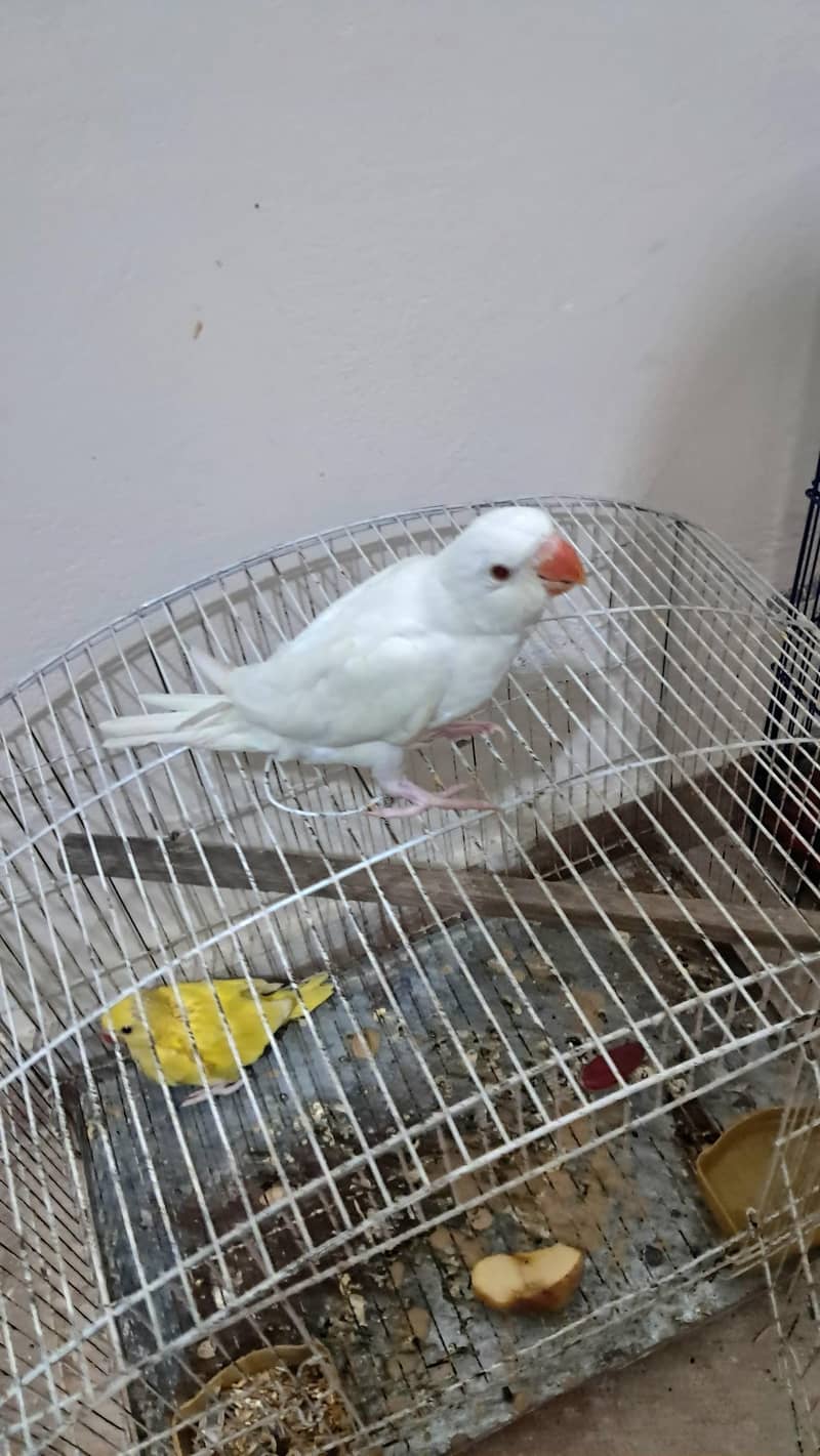 white Ringneck 7
