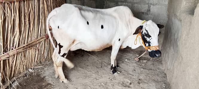 Cow for Sale گائے برائے فروخت ہے o3-o5--25--75-371