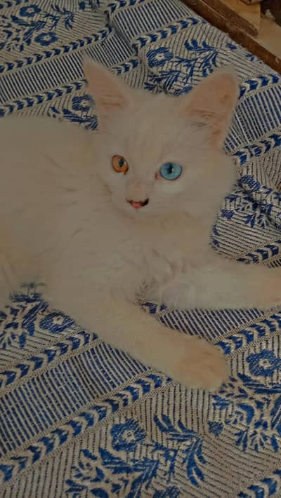 Persian cat both Eyes are different color 