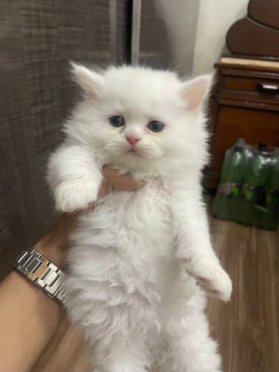 Beautiful Persian kittens
