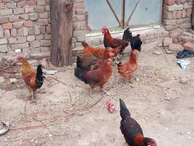 all pair availabe hens and cock
