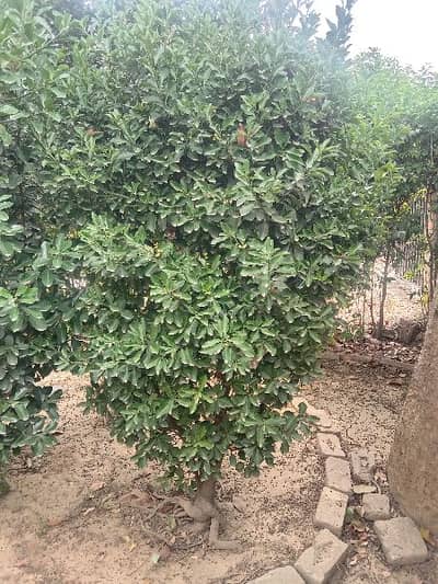 Ever green plants for sale