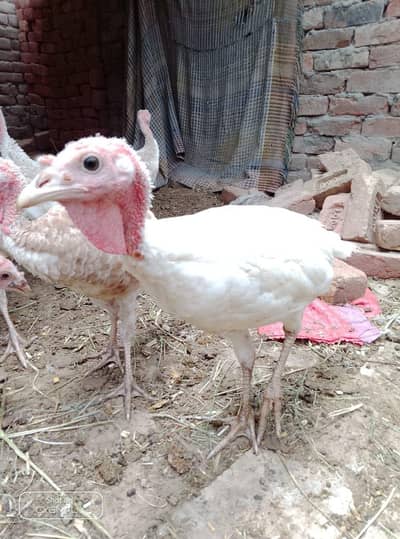 beautiful turkey bird's