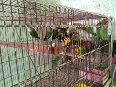Lovebird Breeder Pairs for Sale