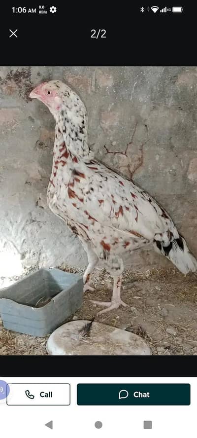 aseel roster for sale white China female