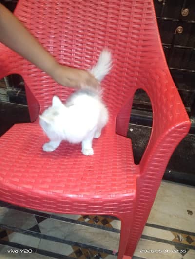 cat baby
