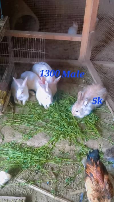 Red eyes rabbits