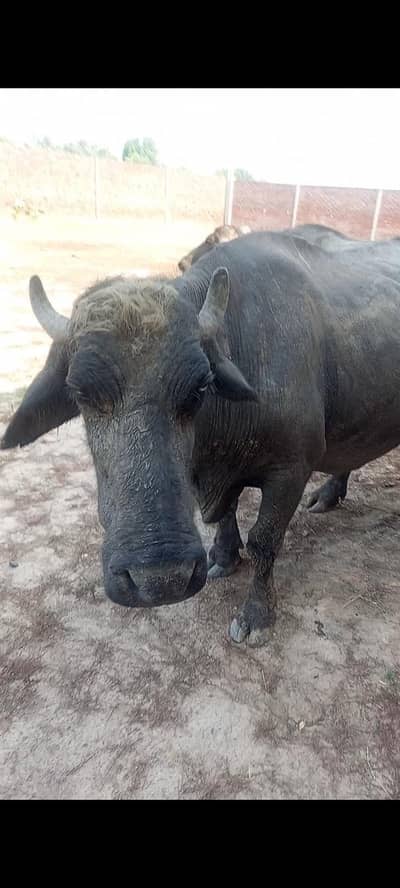 gabban buffalo bhains maj