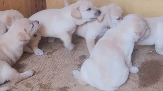 Pure Labrador Retriever Puppies Available