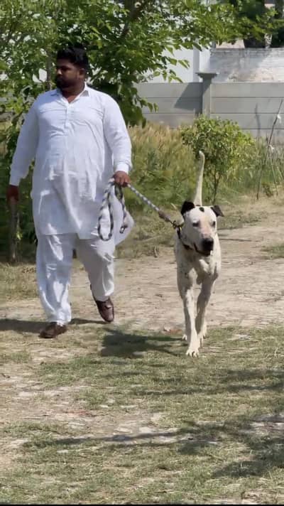 Young Aseel Bully Kutta For Sale –co. no– 0+3+0+1+8+4+8+2+8+3+1