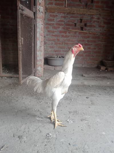 White Shamu for sale 03124499315 cntct nmb