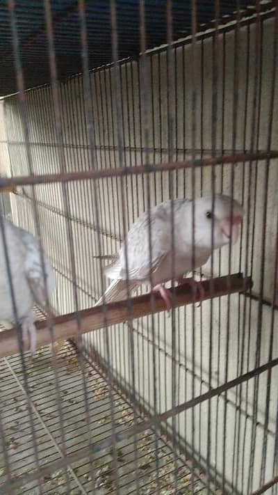 Cockatiel Chiks