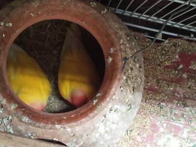 lotino pair and fisher & albino red eye pair