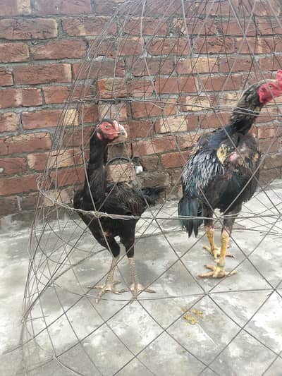 Black shamo breeder pair active and healthy home breed