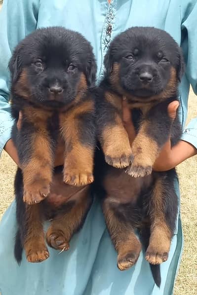 German Shepherd puppies for sale