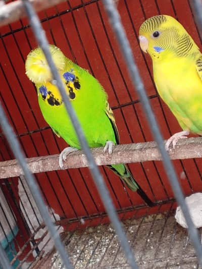 Crysted bajri undersize male