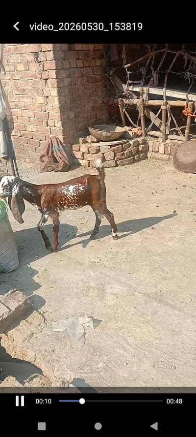 female goat baby