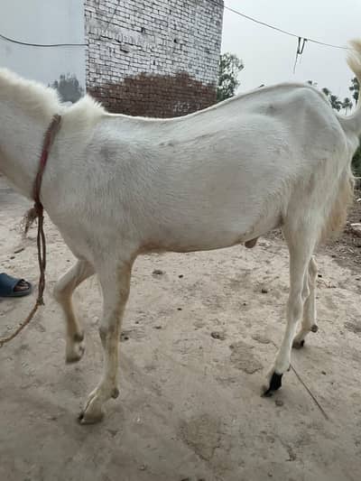 lailpuri bakra for sale