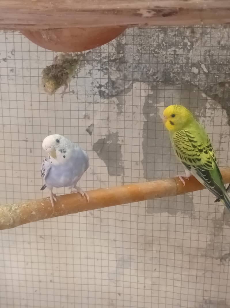 breeding pair 0