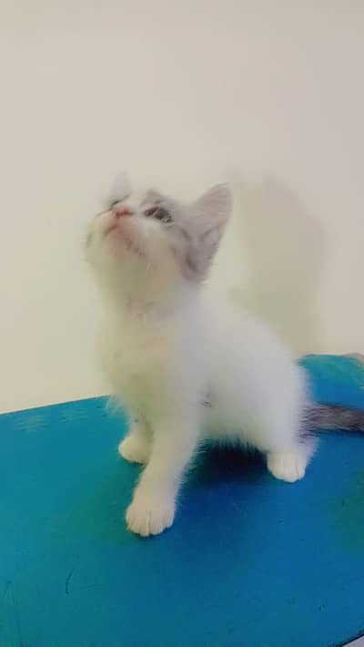 per kitten 3000 double coad mother father vaccinated