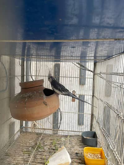 gray cockatiel