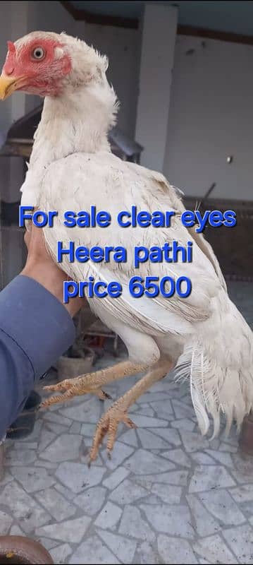 High quality white heera pathi clear eyes