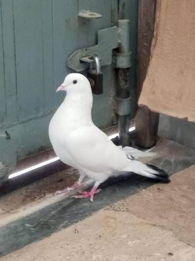 pair pigeon for sale