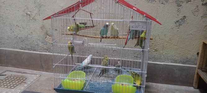 Australian parrot