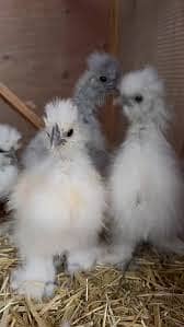 Silkie | white silkie | silke chicks 2 month old | silkie pairs