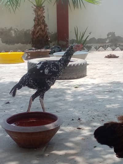 Pure Aseel Thai Breed